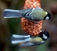 Two great tits